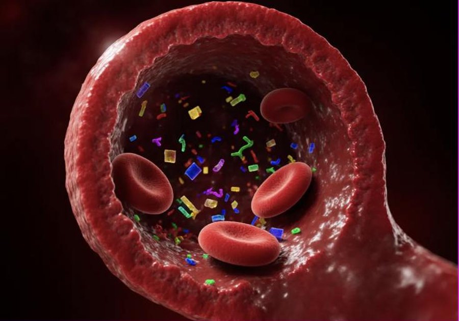 Microplastic fragments circulating in the bloodstream among red blood cells